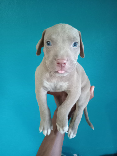 Purebred Pitbull Puppies 