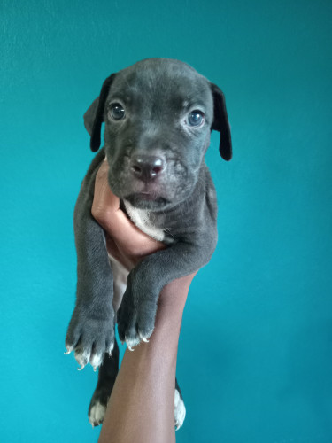 Purebred Pitbull Puppies 