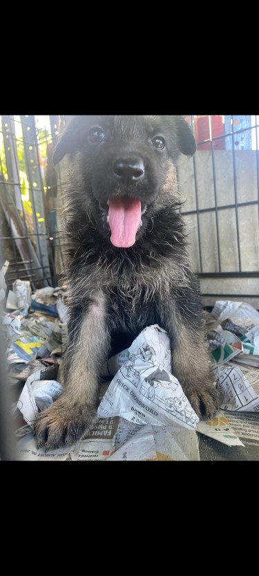 German Shepherd Puppies 