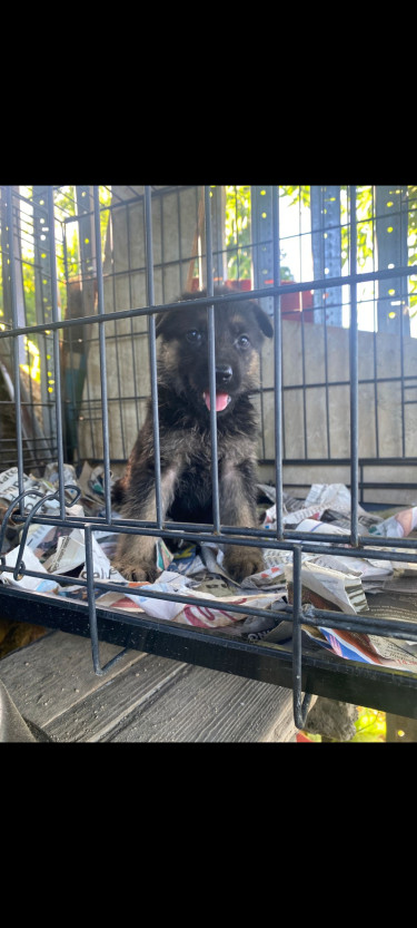 German Shepherd Puppies 