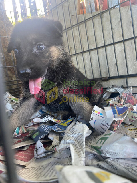 Pure Bred  German Shepherd Pups