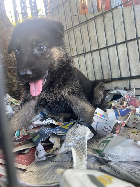 Pure Bred German Shepherd Pups Available