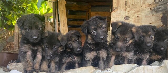 Pure Bred German Shepherd Pups Available