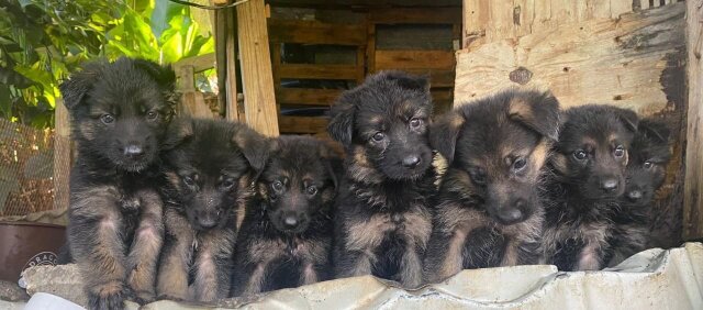 Pure Bred German Shepherd Pups Available