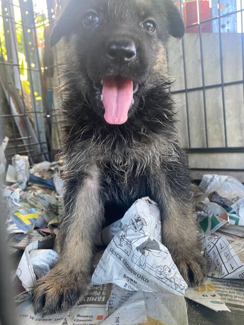 German Shepherd Puppy's