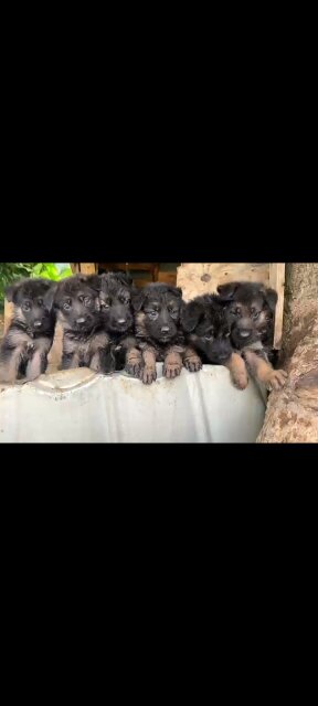 German Shepherd Puppy's