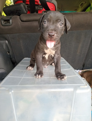 6weeks Old Purebred Pitbull Puppies 