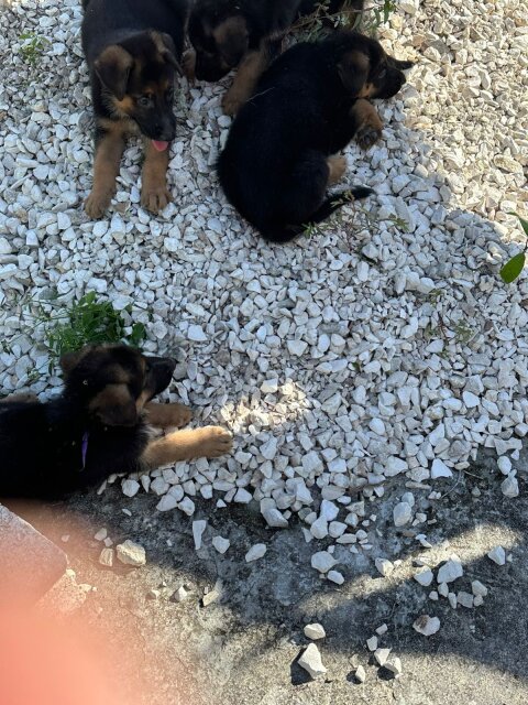 GSD Puppies Available