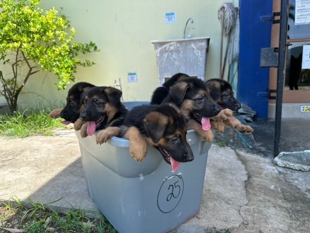 GSD Puppies Available