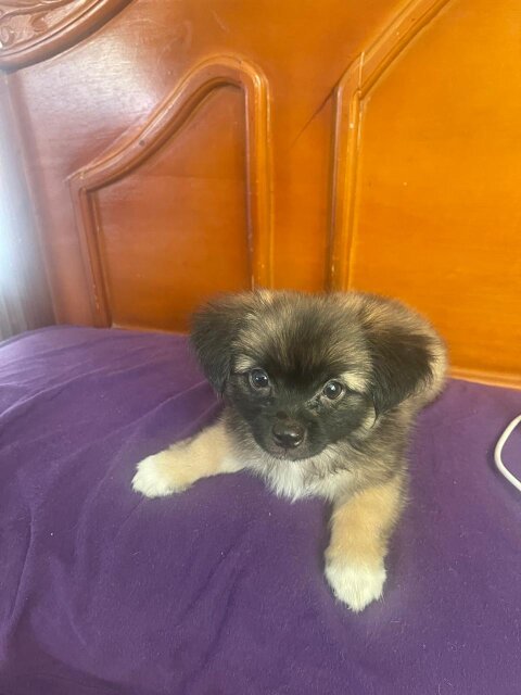 Shi Tzu X Pomeranian