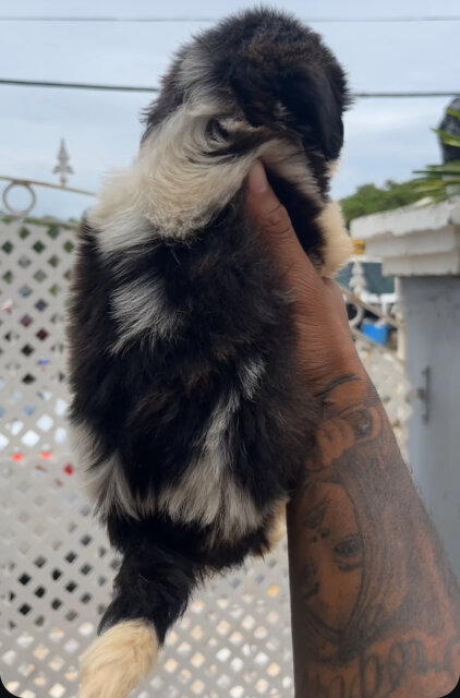 Pure Breed Shihtzu Female Available