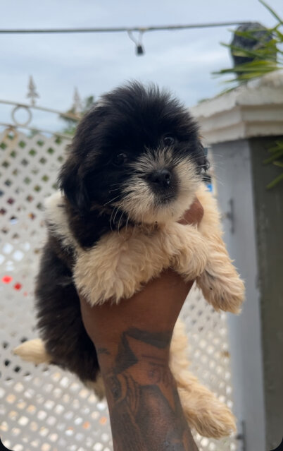 Pure Breed Shihtzu Female Available