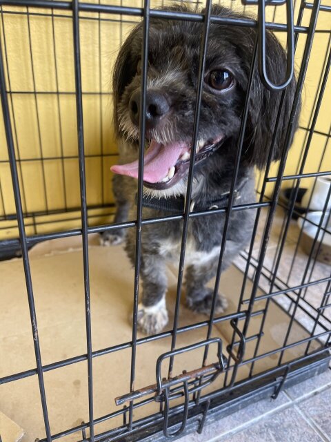 Male Shihtzue 1 Year And 6 Months 18768830354