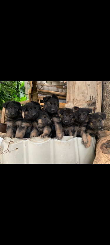 German Shepherd Puppies 