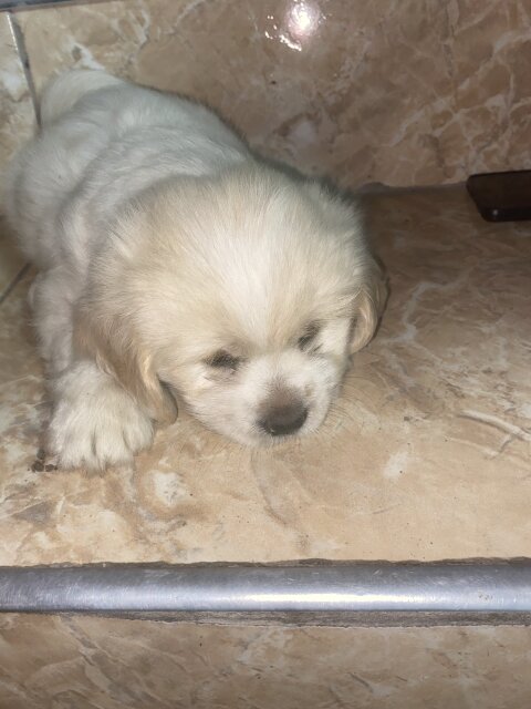 Male Shih Tzu Pup Available For Sale