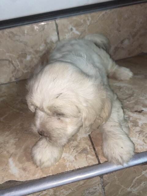 Male Shih Tzu Pup Available For Sale