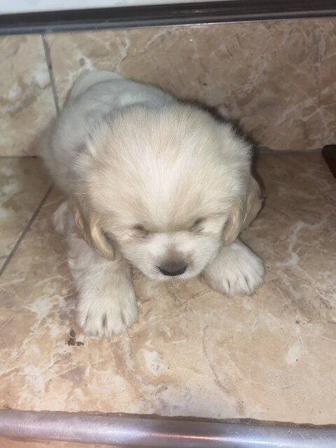 Male Shih Tzu Pup Available For Sale