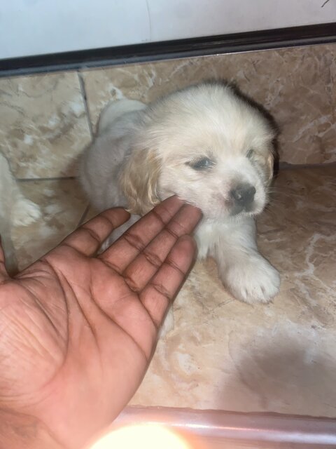 Male Shih Tzu Pup Available For Sale