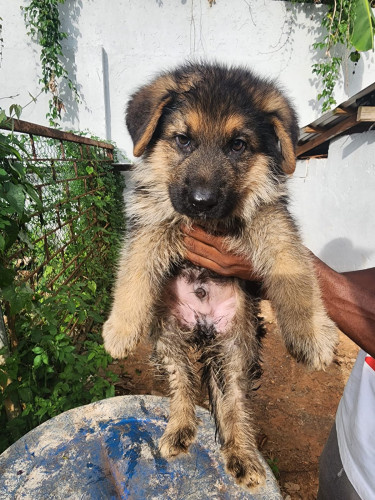 Purebred German Shepherd