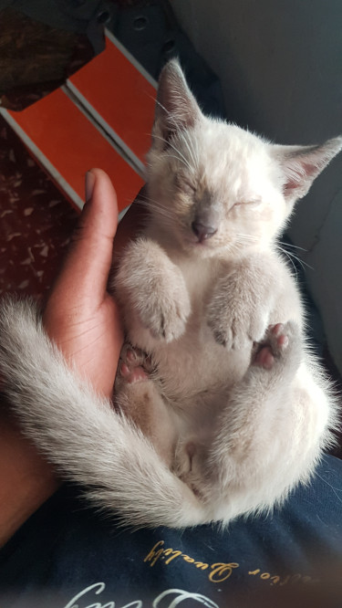 Siamese Kittens