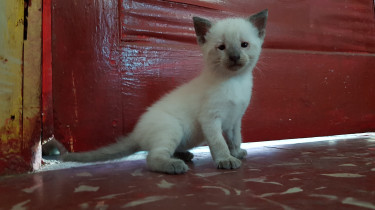 Siamese Kittens