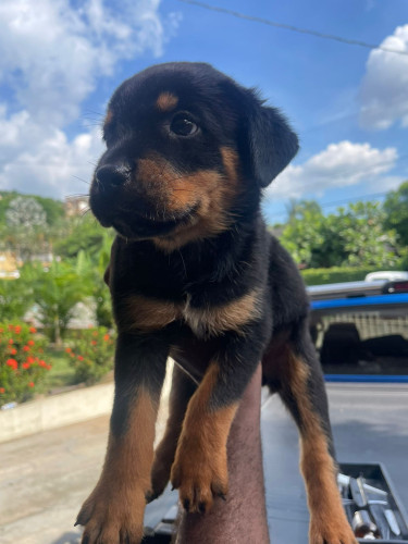 Unregistered Rottweiler Pups