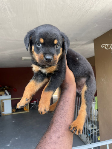 Unregistered Rottweiler Pups