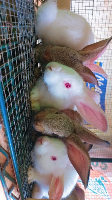 Flemish Giant Rabbit 