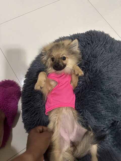 Female Pomeranian Puppy