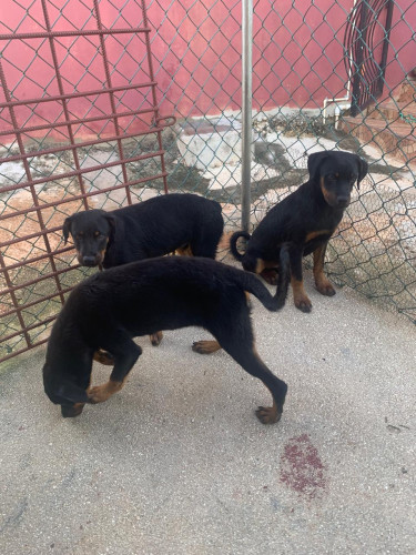 Full Bred Rottweiler Pups