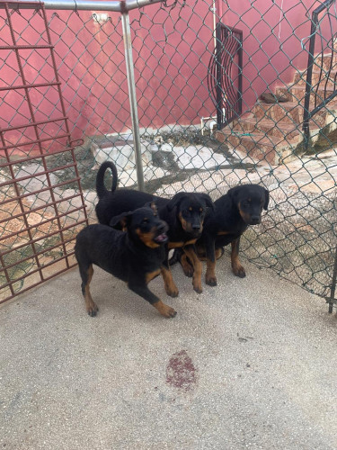 Full Bred Rottweiler Pups