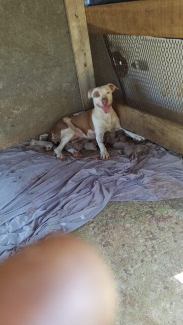 Blue Nose Pitbull Puppies