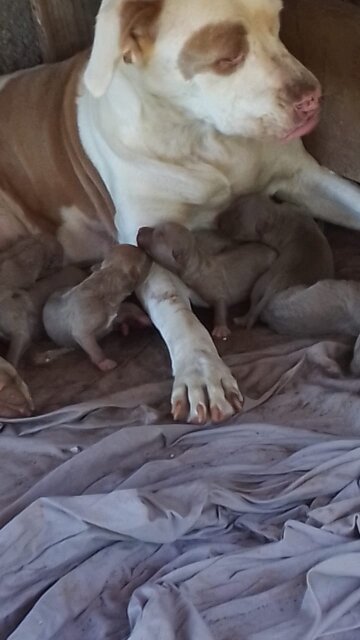 Blue Nose Pitbull Puppies