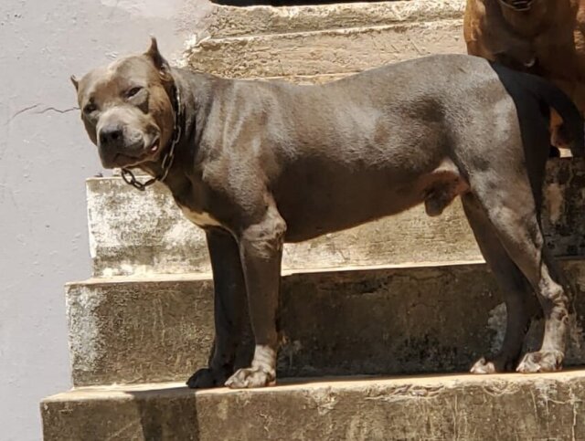 Blue / Red Nose Pitbull Puppies