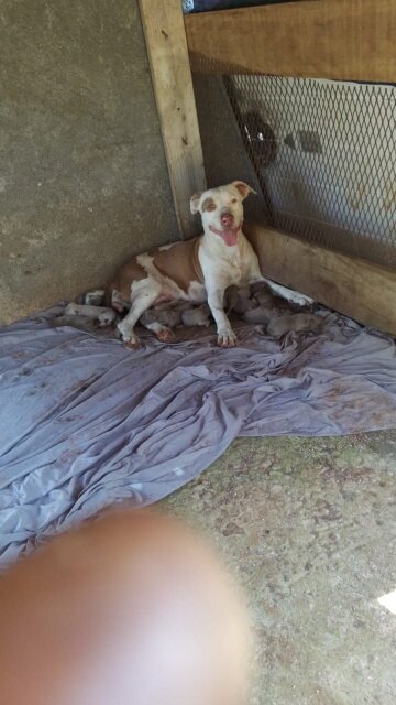 Blue / Red Nose Pitbull Puppies