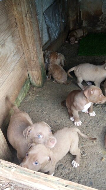 Blue / Red Nose Pitbull Puppies