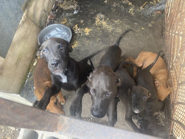 Pitbull Mix With  Rottweiler