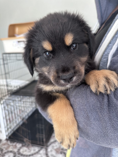 Rottweiler Mix Puppies 