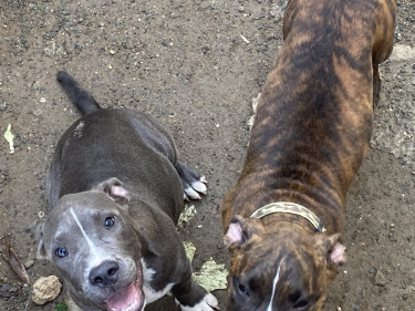 Pitbull Puppies. 