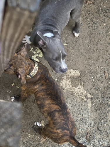 Pitbull Puppies. 