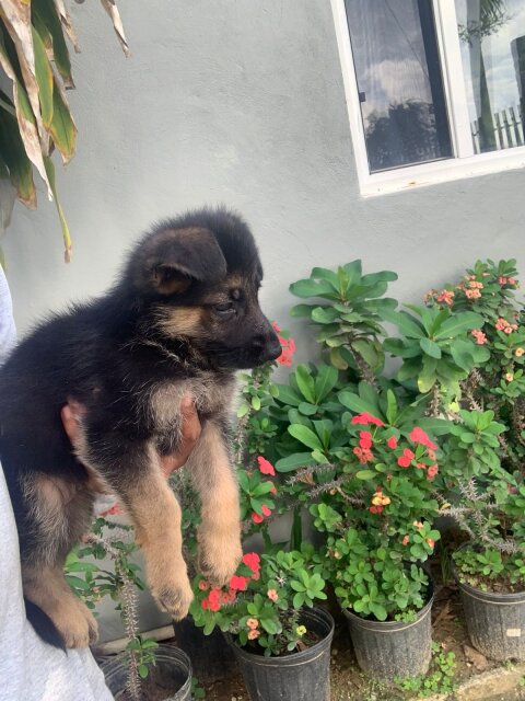 German Shepherd Puppy's Available Male And Female