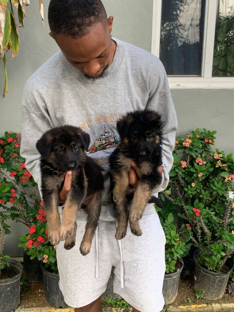 German Shepherd Puppy's Available Male And Female