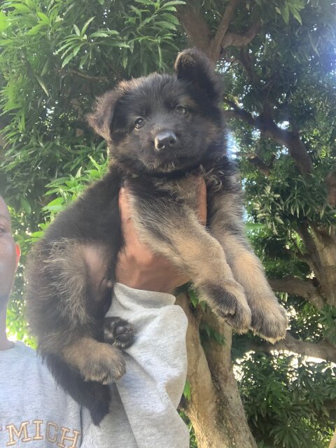 German Shepherd Puppy's Available Male And Female