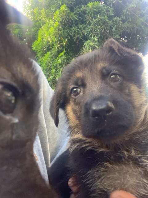 German Shepherd Puppy's Available Male And Female