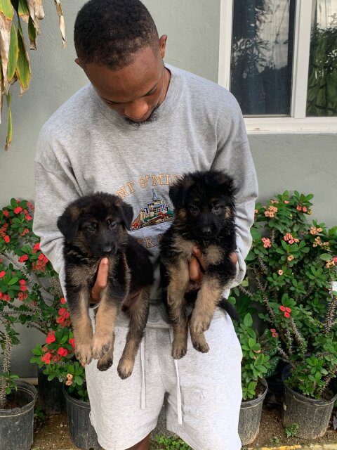 German Shepherd Puppy's Available Male And Female