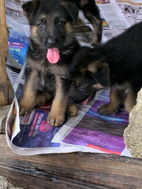 German Shepherd Puppy's Available Male And Female