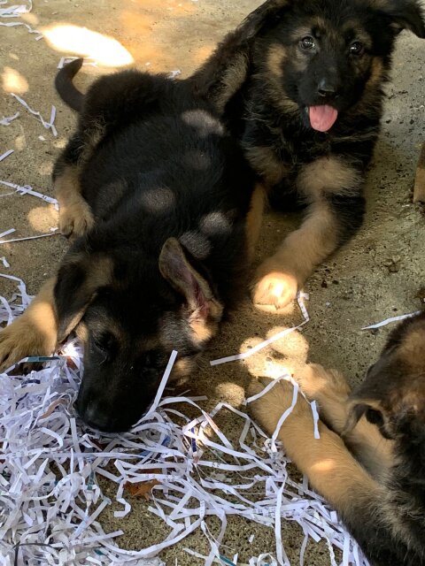 German Shepherd Puppy's Available