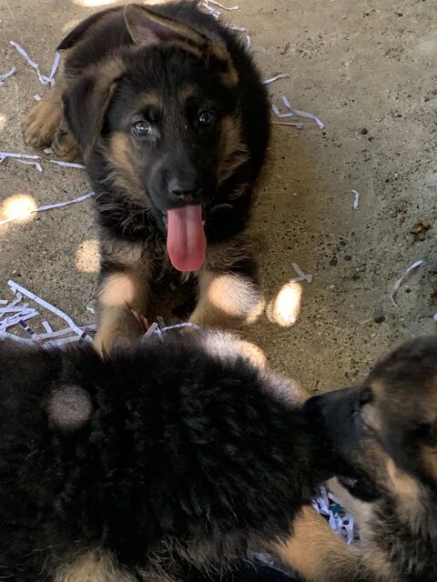 German Shepherd Puppy's Available