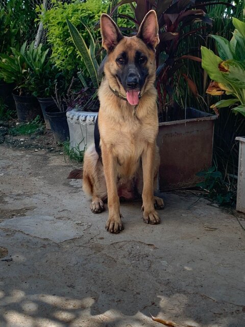 Purebred German Shepherd Pups Available