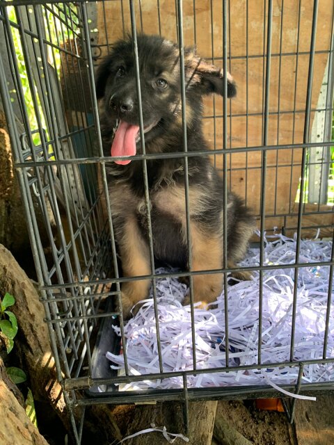 Purebred German Shepherd Pups Available